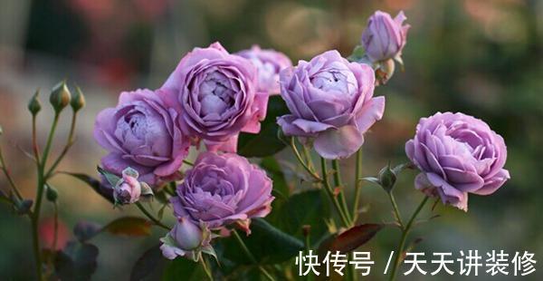 微月|在阳台上打造出一个月季小花园,距离你很近,做好4个方面就行