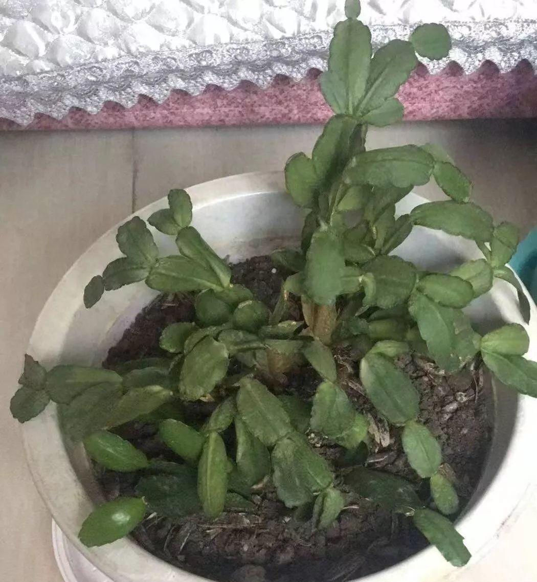 蟹爪兰不孕蕾,花蕾长得慢,叶片发红怎么办