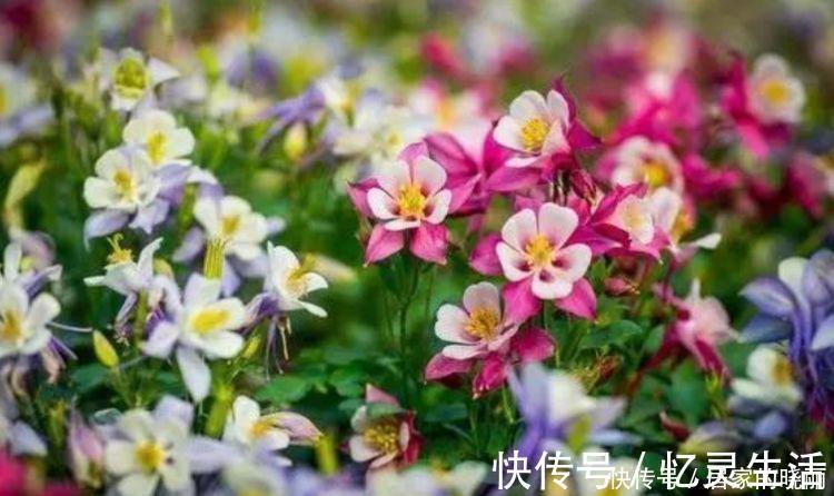 打理|5种漂亮花,好打理,易爆盆,不用费心,就能长的特别好