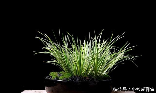 膳桌上|乾隆皇帝如何过端午节:吃粽子,写诗歌,做游戏