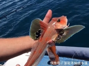 长出|男子钓获奇特蝴蝶鱼,两边身侧长出翅膀,美到令人窒息大开眼界