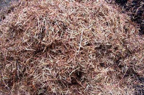 养花还烂根吗?3种东西随便撒一把,根不烂,长的粗,开花刹不住