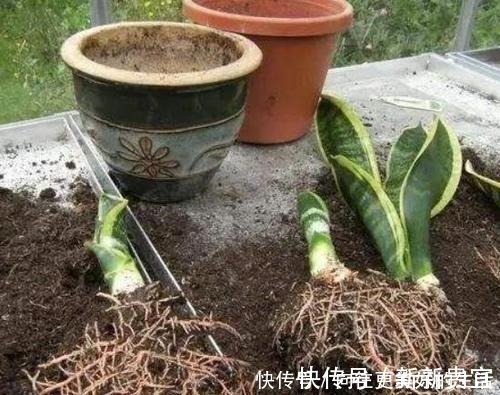 肥厚|给“3种花”换盆,一定不能浇“定根水”,否则烂根多,容易死亡!