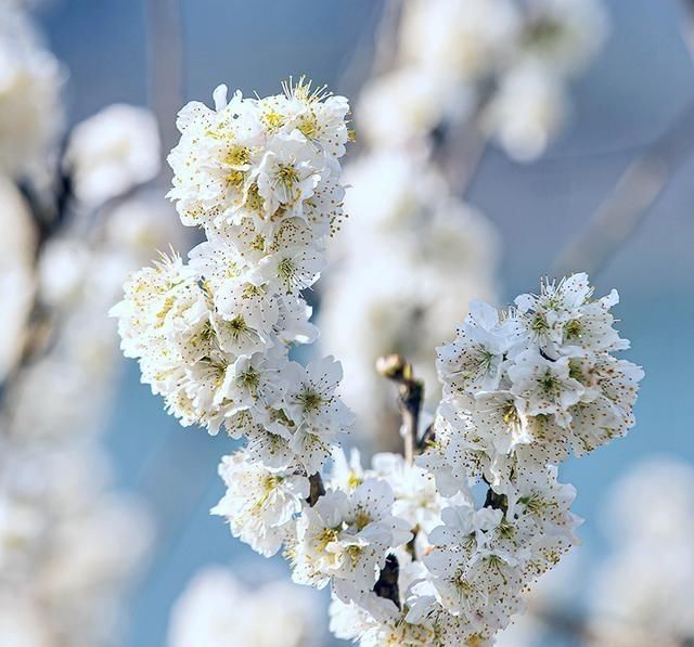 老年|忠州大地：樱桃花开如白雪