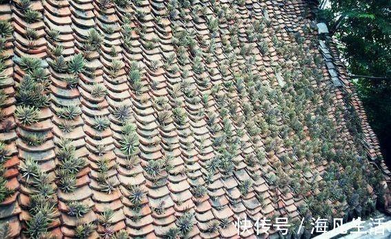 老家房上“1种植物”，遇见必采，半年养出50株，家里养了有福气