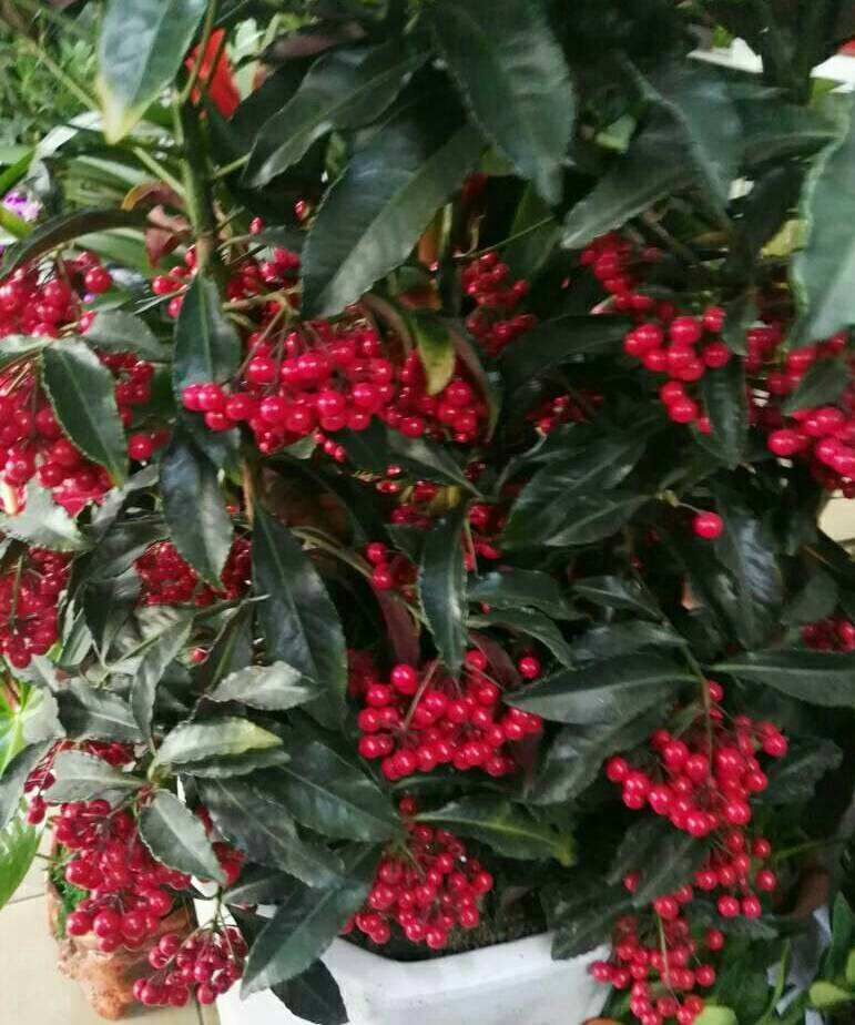 这5种绿植，一看就很有“富贵相”，放家里很养眼，寓意也很好