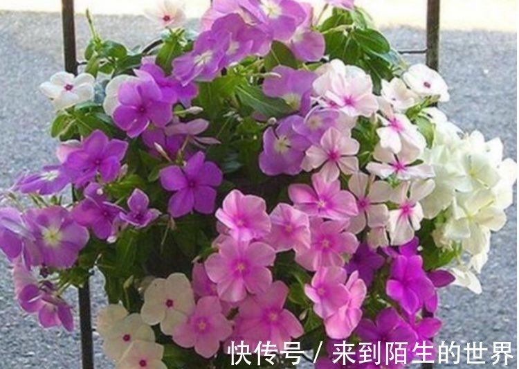 养花试试此4种花，花大色艳很漂亮，颜值超高的