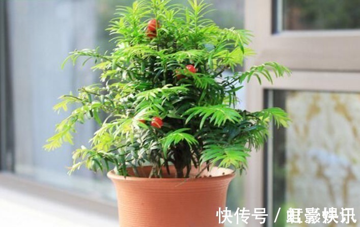 家里要养这5种绿植,能净化空气寓意好,新手也能养,观赏价值高