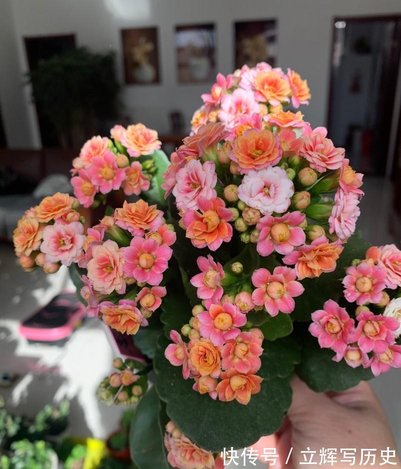 16种花被誉为冬日里的“开花机器”,喜欢就可以养起来,又美又香