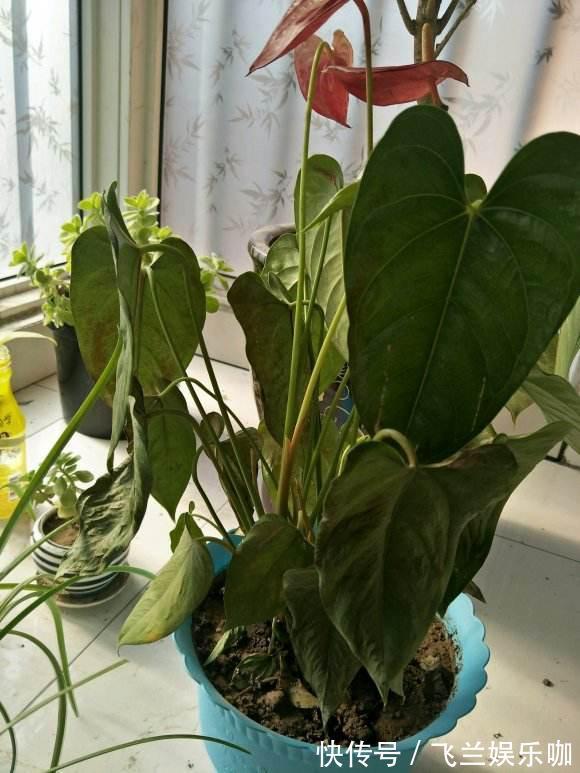 叶片|养花，不懂得规避这9个误区，难怪盆栽一直饱受摧残