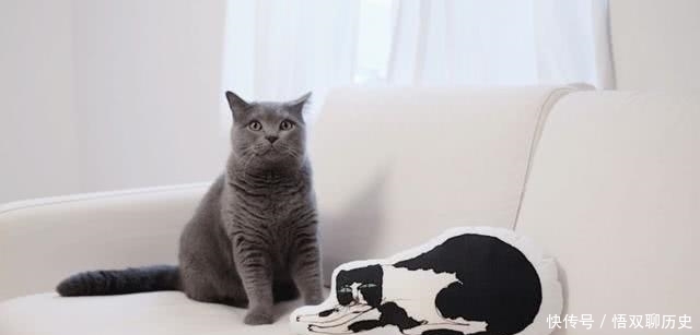 中国人什么都敢吃,为何却从来不吃猫肉?李时珍早已告诉我们答案