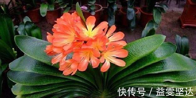 小窍门|家庭盆栽君子兰,掌握“浇水”小窍门,不干根不烂根,越长越旺