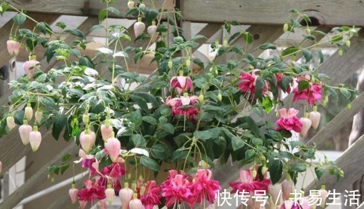 花朵|吊起来养的“4种花”，好看好养不占地，一次开出200朵，美