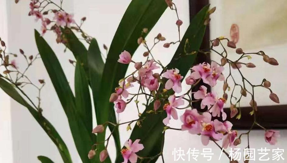 梦香兰|梦香兰日常养护需知,该如何养呢,又该注意哪些问题呢