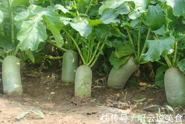 包萝卜馅饺子,这两种常用“调料”谨记别放,不增香反而味道怪异!