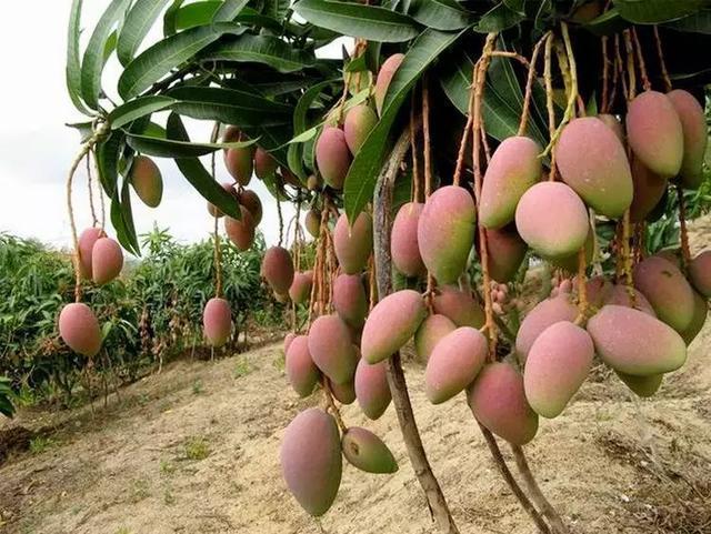 皮肤|87岁院士研究黄褐斑60年，提醒：三种食物易“烂脸”，少吃为好