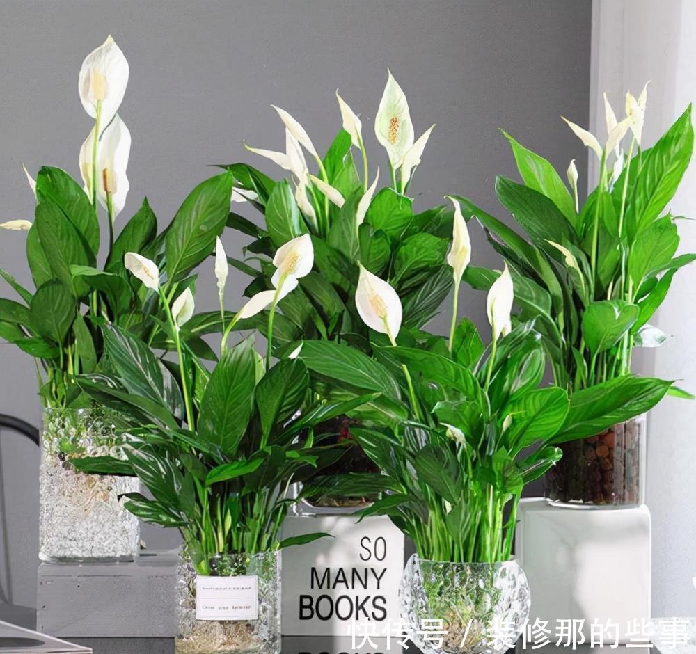吉祥|适合家里养的“健康花”，干净健康，还吉祥，格调高雅有品味