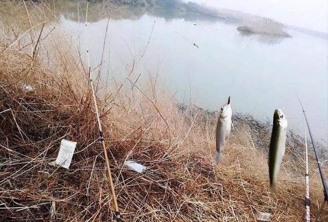 鲫鱼|冬钓鲫鱼爆护钓法,老钓友用了30年,今天无私分享!