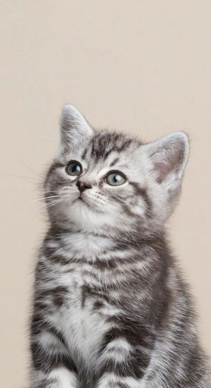 配不上|原来的壁纸已经配不上你的iPhone12了,快来换新的猫咪壁纸