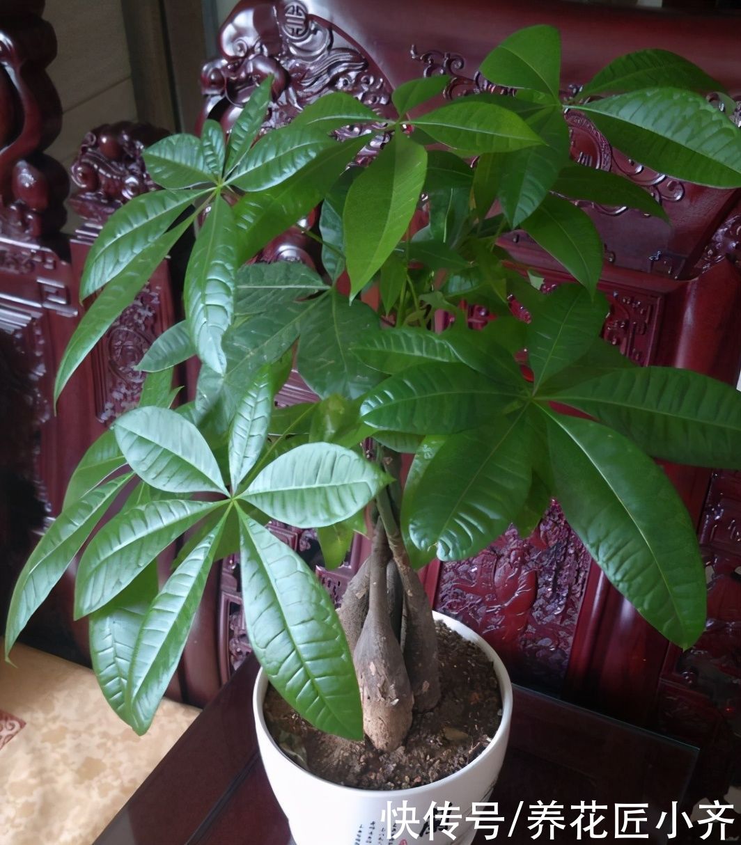 家庭|家庭常见的喜酸性花卉,调酸补铁要定时,“醋”是很好的伴侣