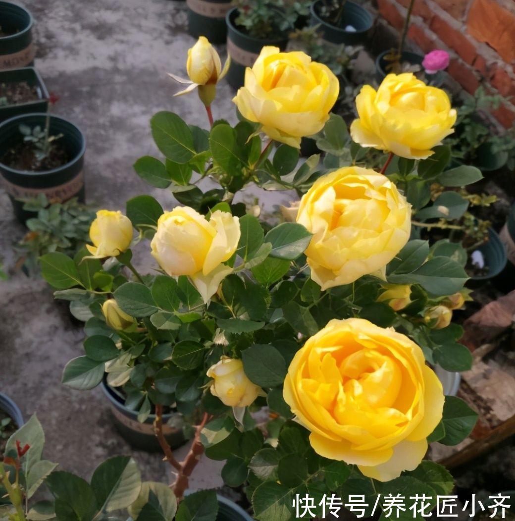 5月养月季指南，把这些“经验”学到，高温之前，还能再开一波