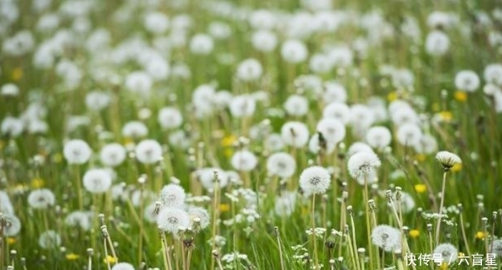 农村田野常见的蒲公英有什么用途?