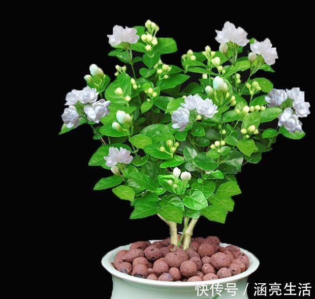 修剪|想要“茉莉花”开花多,做好“三点”,轻松爆满盆,满屋飘香