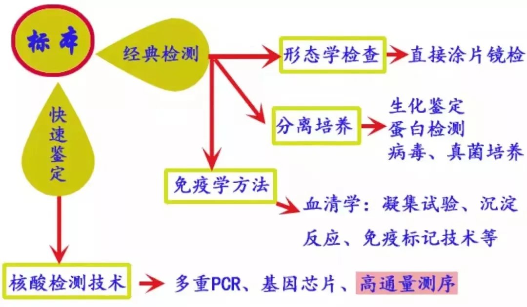 高烧|去了一趟宠物店，女白领高烧40℃不退，医生：“吸猫”惹的祸