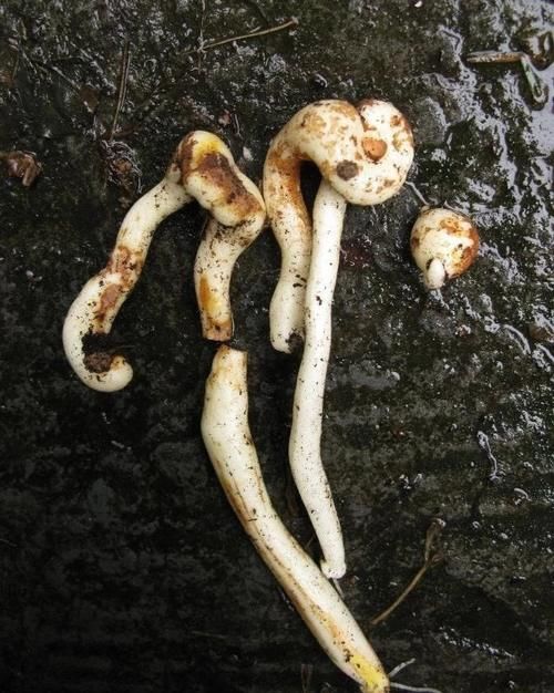 宫灯百合价格贵，花朵美，想自己种几株，栽种难度极大，谨慎入坑