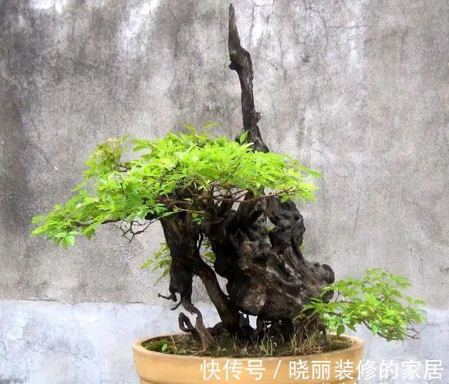 台友们|精辟:黄荆盆景造型,需体会“蟠扎骨架,修剪成型”!