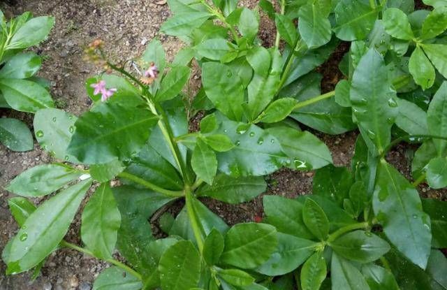 乡间土生土长的人参是一种高级补品，滋补强身，价值连城