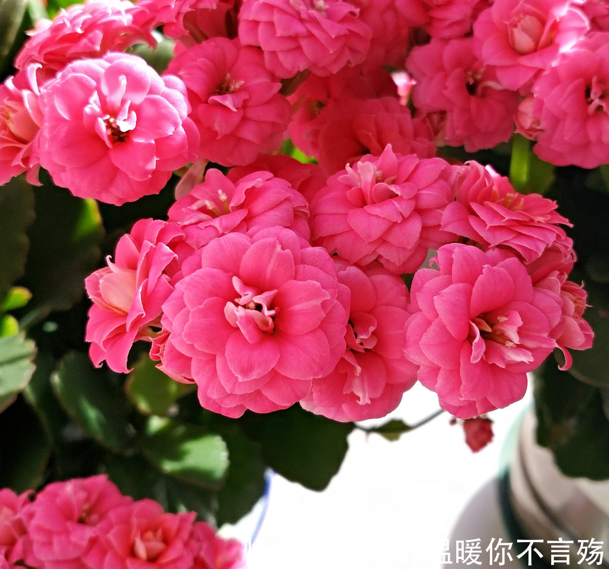 养不好长寿花,这里有室内最全的长寿花养护技巧,欢迎点进来学习