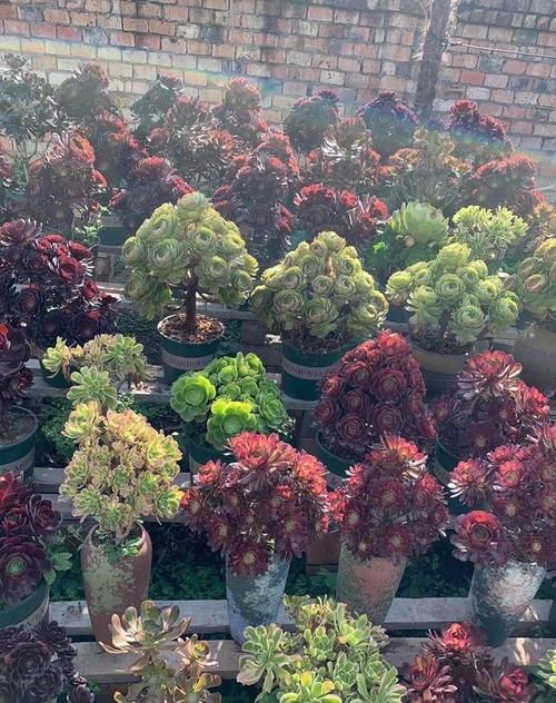 养多肉百合莉莉，香味和果冻色都想要，不能心软，狠心做好2件事