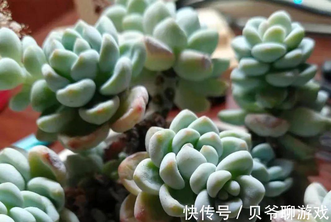 多肉劳尔冬天怎么养,做好这三点,也能红润饱满香味浓