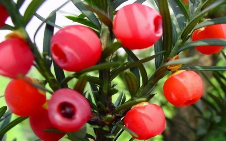 每天可以多吃3種食物，排毒養(yǎng)顏、延緩衰老，早吃早健康！