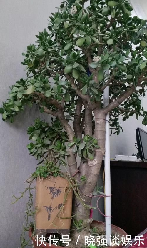 大腿|养了20年的玉树，杆子比大腿还粗，满树白花跟下雪了一样