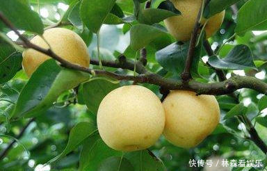 人到中年想长寿,以下食物要多吃,补充营养,提供能量,不妨一试