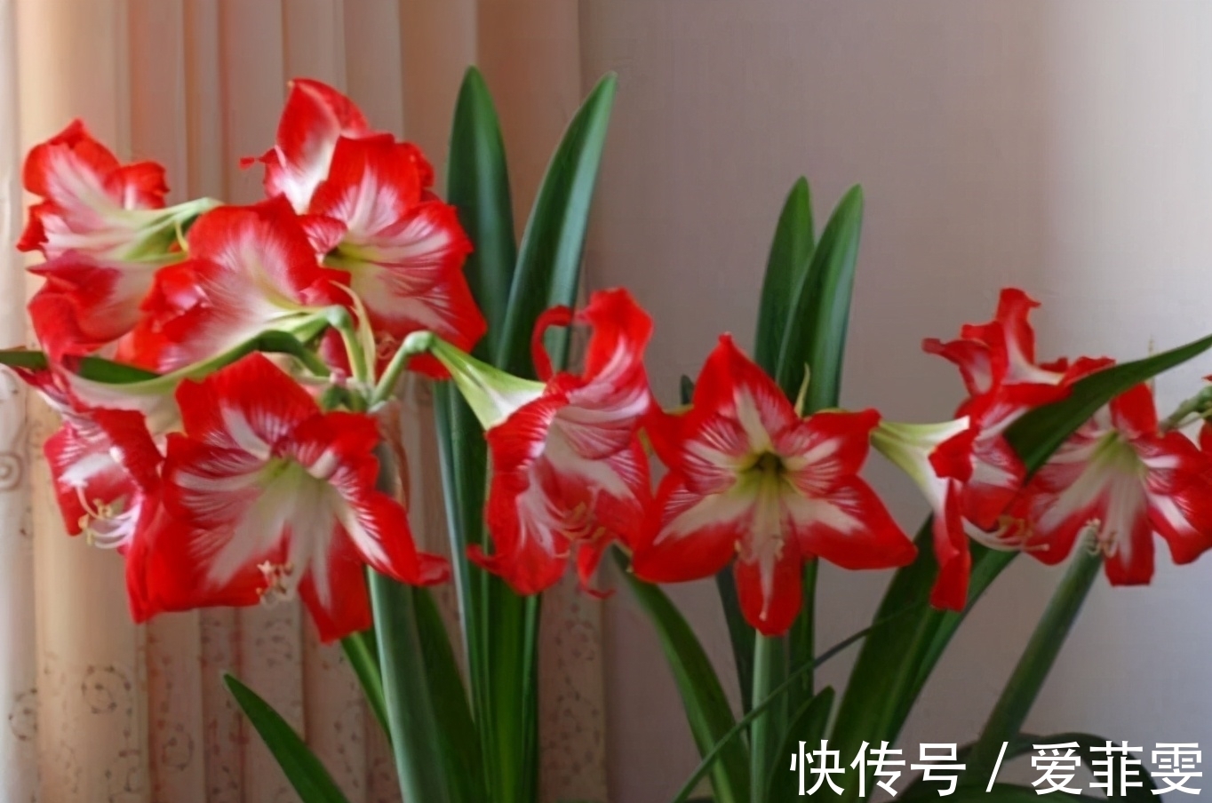 朱顶红为何惹人喜爱？养过才明白有多美！养好朱顶红的3要素总结