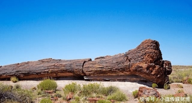 宝石|美国西部有一个“玛瑙森林”,遍地天然宝石,无人看管没人偷捡!