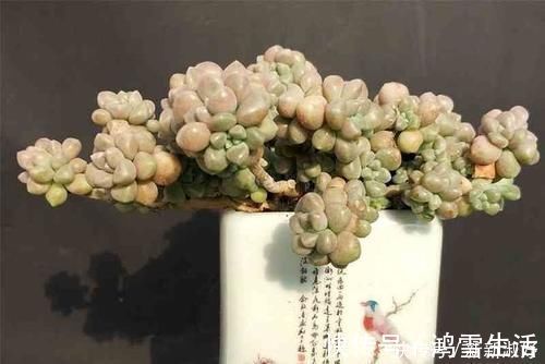 12款多肉天生就爱凑热闹，爆盆群生是强项，花友：养起来真过瘾