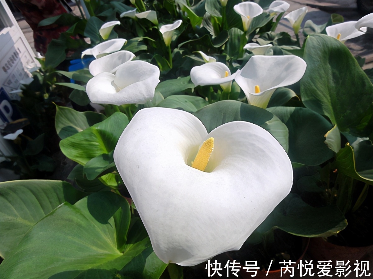 家里光照差,就选5种“耐阴花”,不用见太阳,花叶俱美,好运道