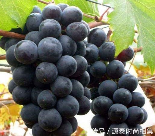 一盆能卖几十块,甚至上百元!果树另类种法巧赚钱!