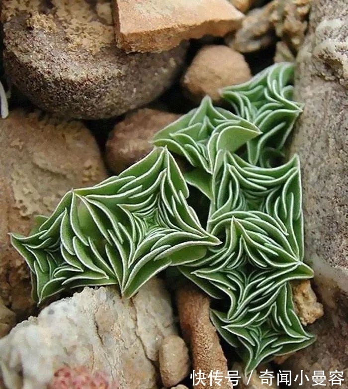 漂亮|20个难得一见的多肉植物,每一个都漂亮极了