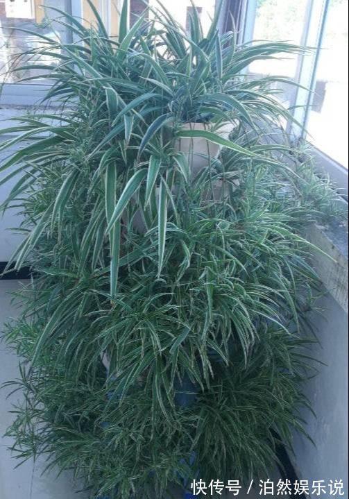 爆盆|养花技巧10种吊兰,好扦插,易爆盆,掐一根一插就是一大盆!