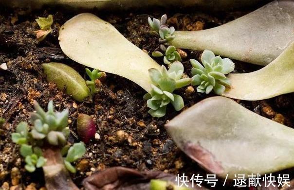 喜欢养殖花草植物,怕管理难新手扦插此3种分分钟收获多盆