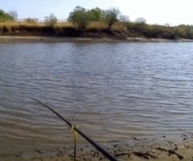 钓鱼|鱼多就是任性,扔下鱼饵就有鱼吃,上来就放岸边,也不怕它们逃跑