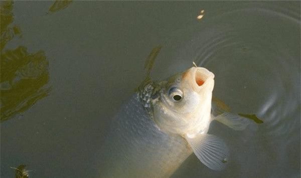 低目|钓鱼技巧:鲫鱼离底钓行程,解析钓行程要点,黑坑野钓都能用得上