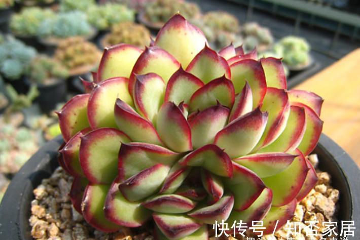 多肉雨燕座和灵影都有红边,但前者乱扔都能活,后者却美到不想扔