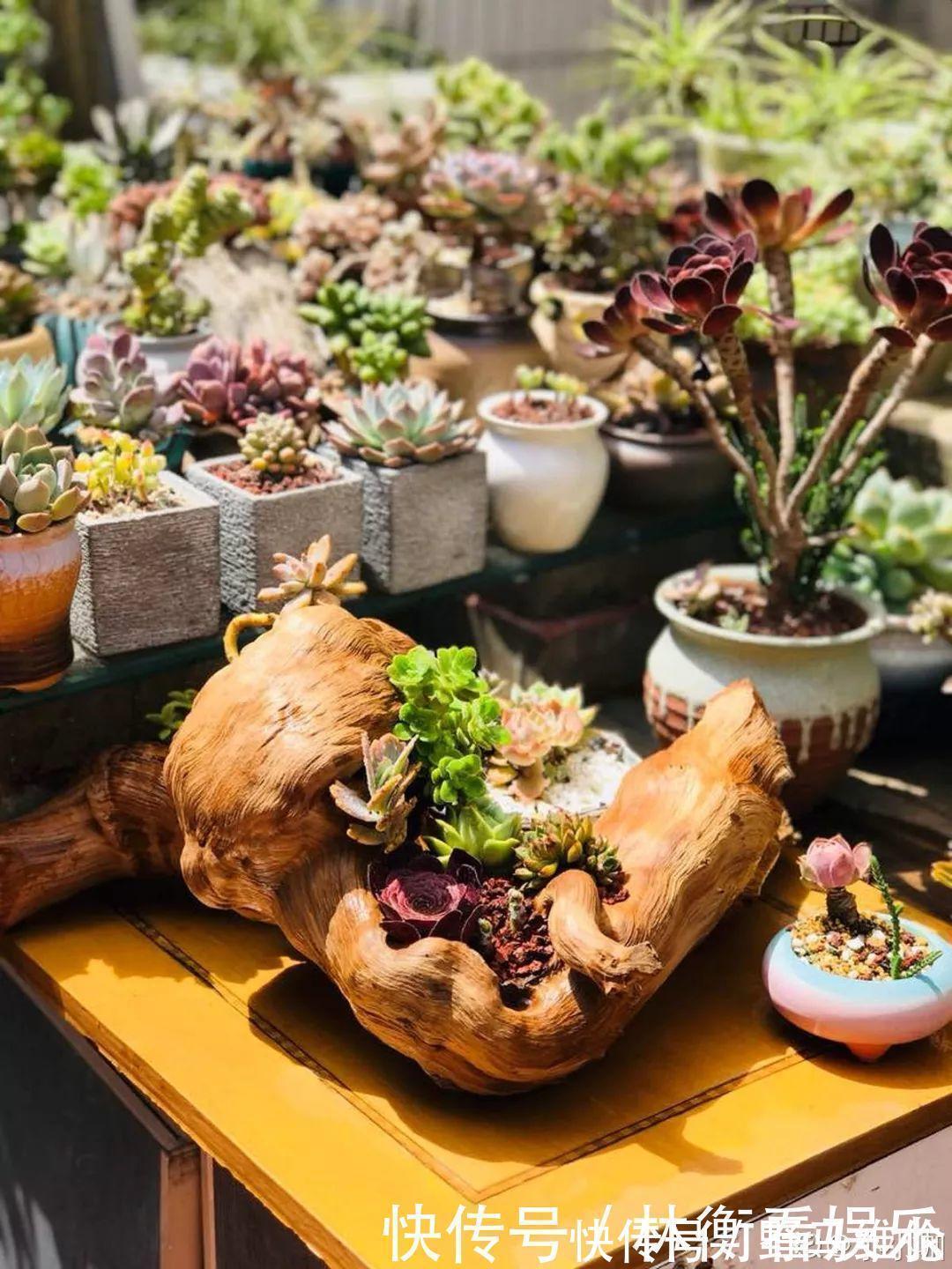 el多肉的花样养法，7种花盆全是自己造的，省钱又好用！