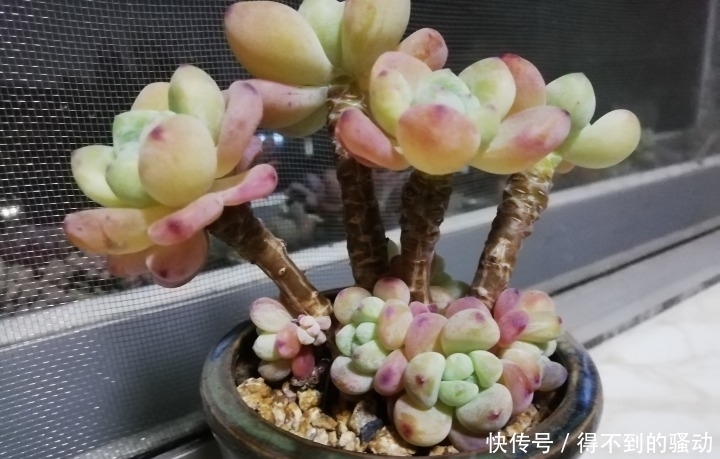 养多肉的心情说不清,都在照片里了